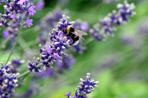 Fleurs Abeille Pollen Photo Gratuite Sur Pixabay Pixabay