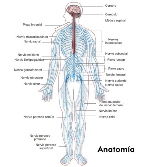 Anatomia Y Fisiologia Del Sistema Nervioso