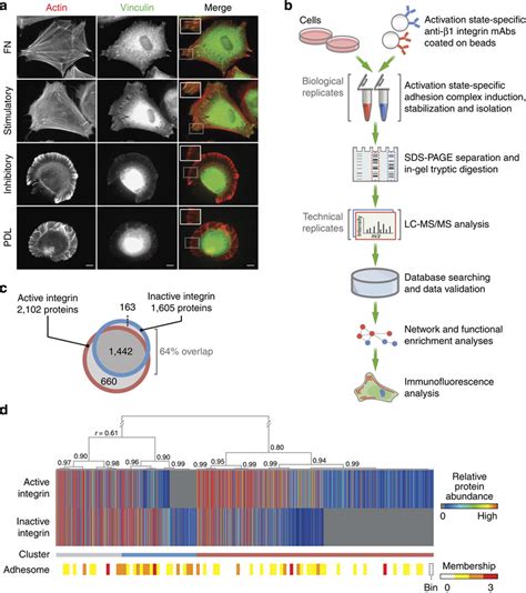 Proteomic Analysis Of Integrin Activation State Dependent Adhesion