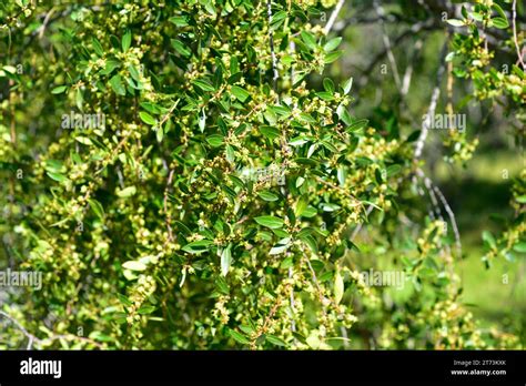 Mayten Maytenus Boaria Is An Evergreen Tree Native To South America