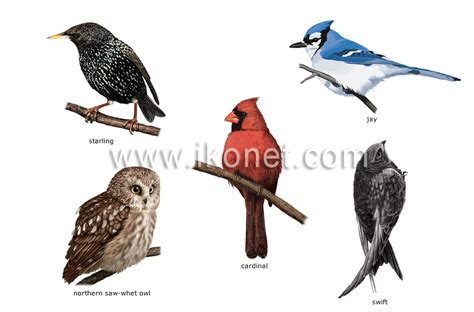 animal kingdom > birds > examples of birds image - Visual Dictionary