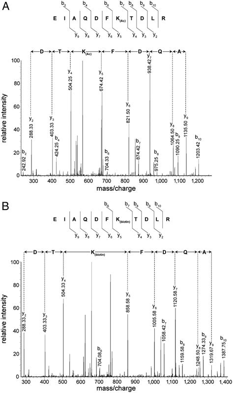 Biotinylation Of Lysine Method Identifies Acetylated Histone H3 Lysine