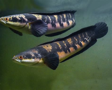 Red Emperor Snakehead Channa Marulioides Cm