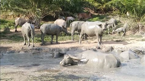 Pelihara Kerbau Di Perkebunan Kelapa Sawit Cara Mudah Pelihara Kerbau