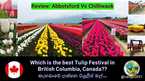 Review Abbotsford Vs Chilliwack Tulip Festival Which One Is