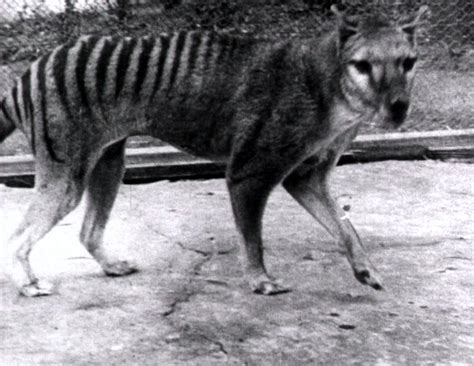Tasmanian Tiger Footage (1932) clip 1 on ASO - Australia's audio and ...