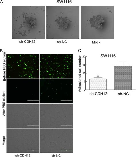 Cell Aggregation Assay And Cell Adhesion Assay A The Formation Of Cell