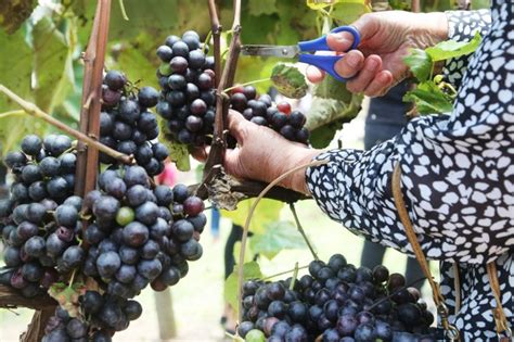 Quinta do Olivardo em São Roque recebe visitantes para a tradicional