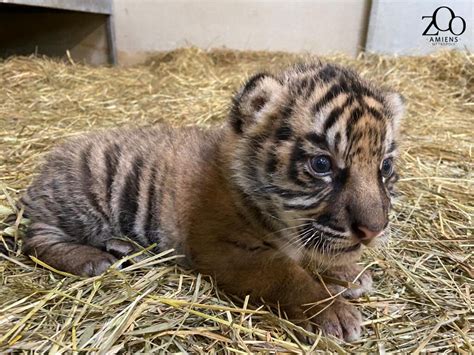 Première Naissance Dun Tigre De Sumatra Au Zoo Damiens