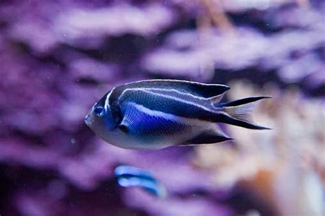 Bellus Angelfish Peixe Caracter Sticas Habitat Alimenta O E Onde