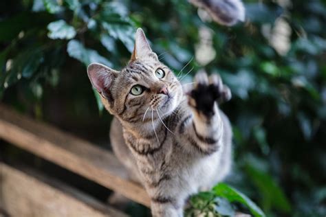 Plantas Que Gatos Podem Comer Revista Meu Pet