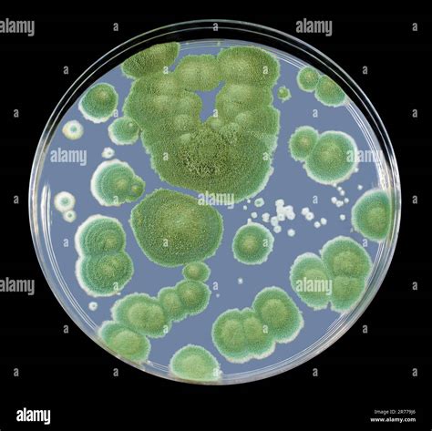 Colonies Of Penicillium Fungi Grown On Sabouraud Dextrose Agar Sda