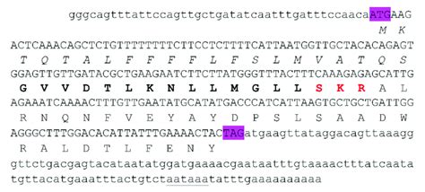 Precursor Nucleotide Sequences And The Deduced Amino Acid Sequences Of