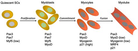 Cells Free Full Text Restoring The Cell Cycle And Proliferation