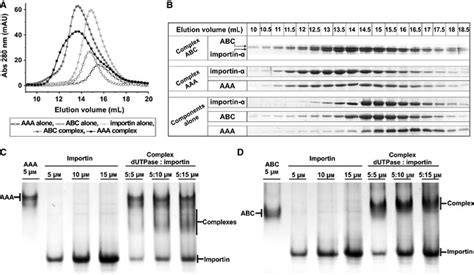 Size Exclusion Chromatography And Native Page Analysis Of Complex