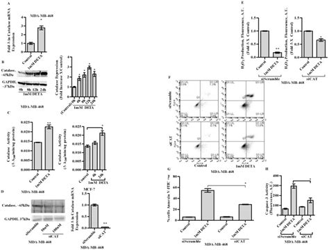 Densitometric Analysis Of Catalase Expression Utilizing The Image Quant