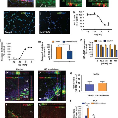 Glucocorticoid Receptor GR Regulates Positioning Of Newborn Neurons