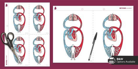 Double Circulatory System Illustration (teacher made)