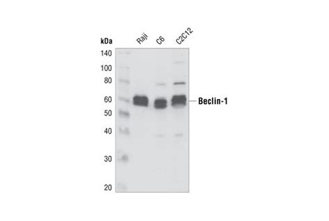 Beclin Antibody Cell Signaling Technology