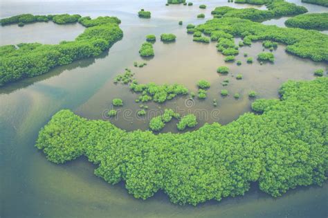 Senegal Mangroves Widok Z Lotu Ptaka Na Las Namorzynowy W Parku