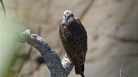 K P Eastern Osprey Taken At Point Arkwright Peter Wighton