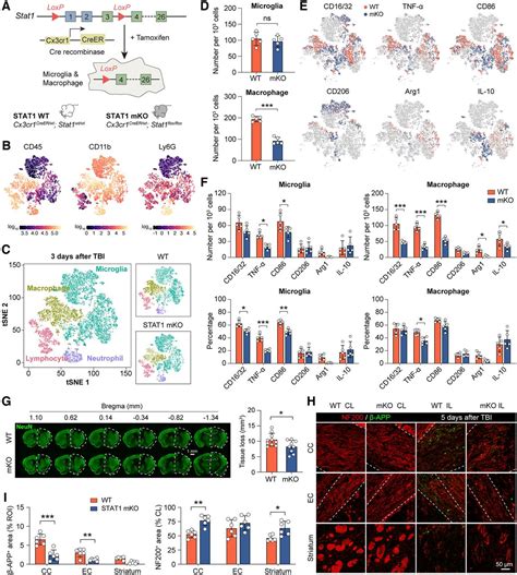 Stat Contributes To Microglial Macrophage Inflammation And