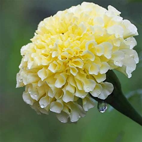 Chuxay Garden 100 Seeds White Marigold Flower Tagetes Erecta Sugar Spice White