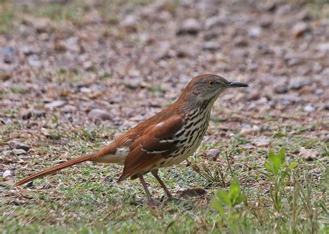 Brown Thrasher
