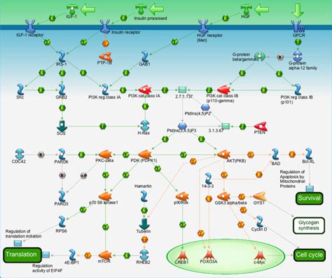 Development Pip3 Signaling In Cardiac Myocytes Pathway Map Primepcr Life Science Bio Rad