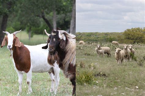 Silver lining for Texas sheep, goats despite summer heat - Texas Farm ...