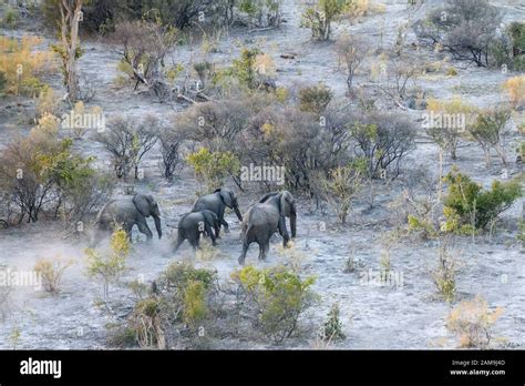 Vista aérea del elefante africano Loxodonta africana vista desde un