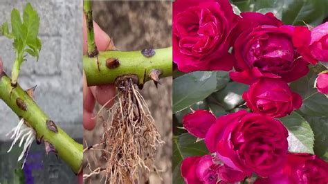 Grow Your Own Roses Now Watch This Video And Learn How To Propagate