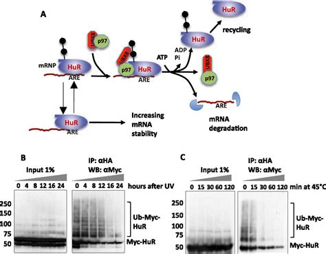 The P97UBXD8 Complex Destabilizes MRNA By Promoting Release Of