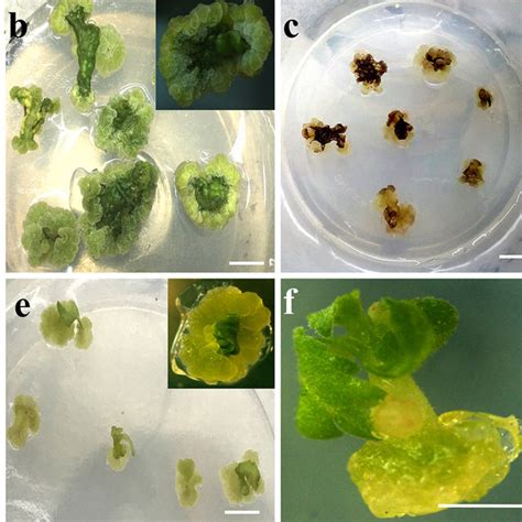 Callus Mediated Plant Regeneration In I Amethystoides A Field Grown