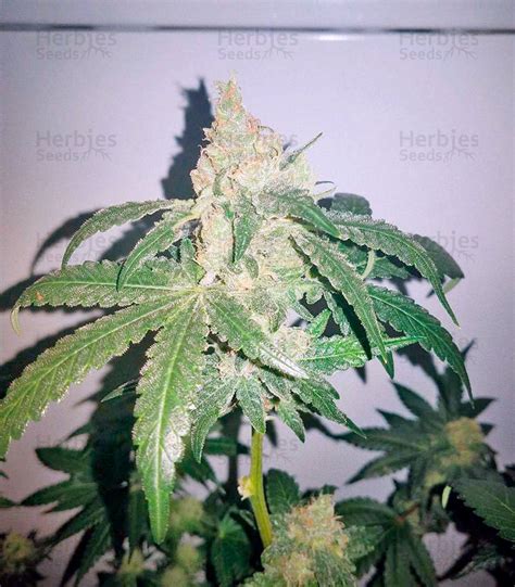 Super Skunk feminized seeds for sale by Nirvana Seeds - Herbies