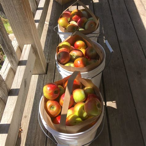 Fall at Meadowlark Farm | Apple Picking, Family Fridays, and More