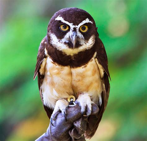 Spectacled Owl Nocturnal Tropical Rainforest Britannica