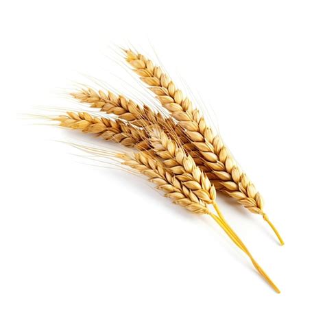 Premium PSD Horizontal Wheat Ears