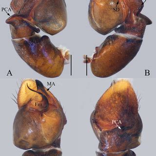 Male Palp Of Synagelides Bohdanowiczi Sp Nov Holotype