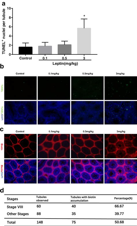 Evaluation Of Testicular Cell Apoptosis And Btb Integrity A The Number