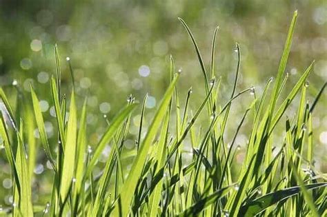 What Is The Best Grass for Clay Soil? – Thriving Yard