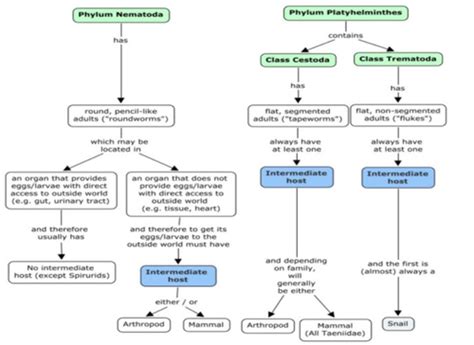 Introduction To Helminths Flashcards Quizlet