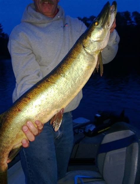 Muskellunge Fishes Of The Upper Green River Ky · Inaturalist