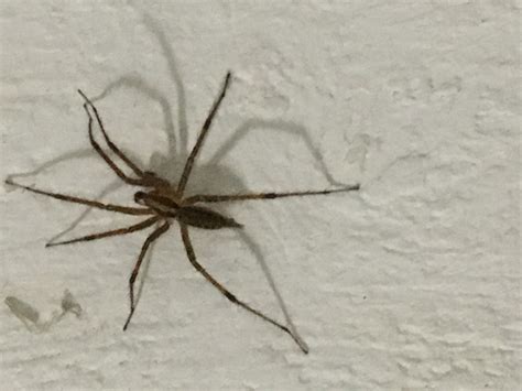 Most Common House Spiders In Illinois