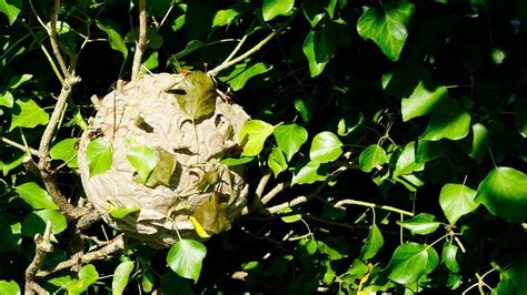 Jersey Islands Biggest Asian Hornet Nest Of 2023 Found Bbc News