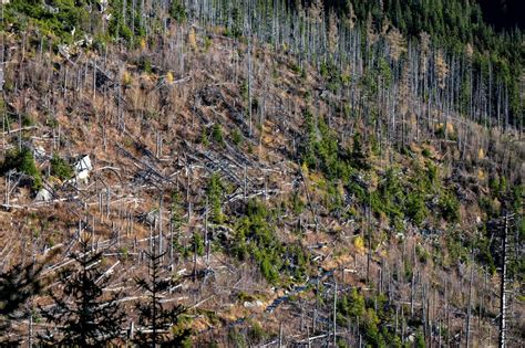 Una Task Force Per Difendere Dal Bostrico Le Foreste Del Trentino