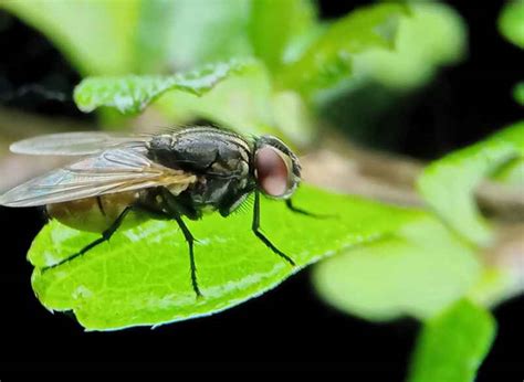 Comment se débarrasser des mouches dans la maison les astuces qui