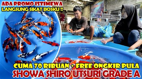 Promo Mantul Koi Grade A Hanya K Dapat Free Ongkir Pula Sikat