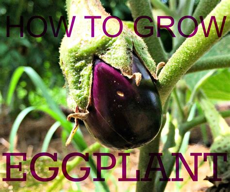 How To Grow Eggplant Eggplant Growing Eggplant Grow Your Own Food