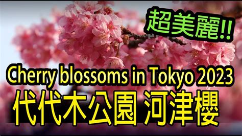 Cherry Blossoms At Yoyogi Park In